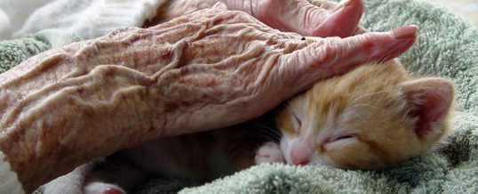Seniors and Pets: The Transforming “Power of Paws”
